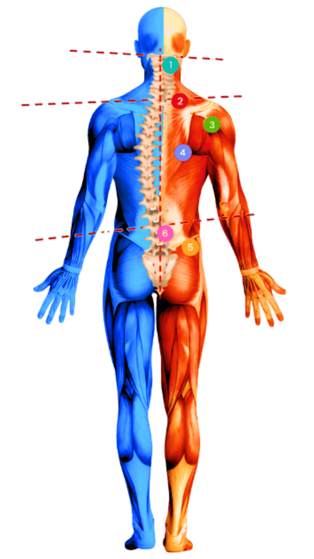 Pulse Align Charlesbourg 1 Pulse Align Charlesbourg
