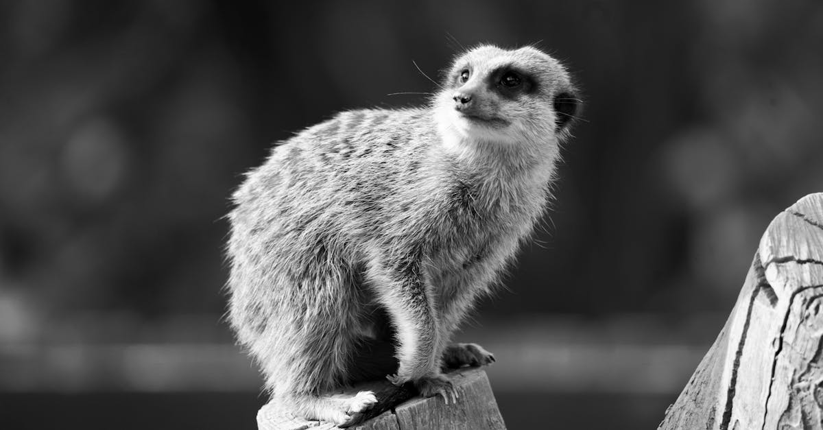 explore the significance of posture in daily life, its impact on health and well-being, and effective tips to improve your posture for a more confident and comfortable lifestyle.