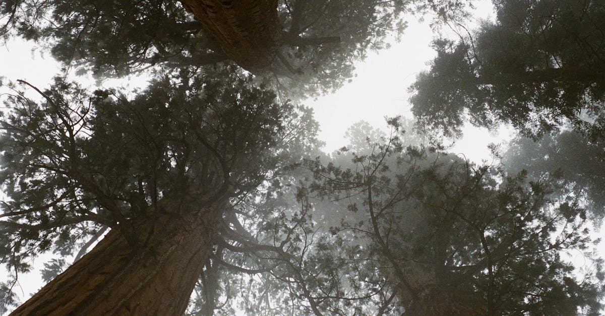 explore the thrilling world of 'vertigo', a captivating film that delves into themes of obsession, psychological intrigue, and the struggle against overpowering fears. join the journey as it unravels the complexities of the human mind and the heights of despair.