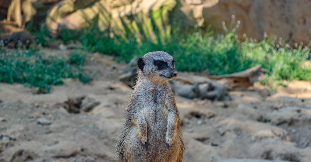 discover the importance of good posture, tips to improve your body alignment, and how maintaining proper posture can benefit your overall health and well-being.